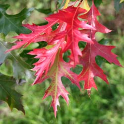 Roble escarlata